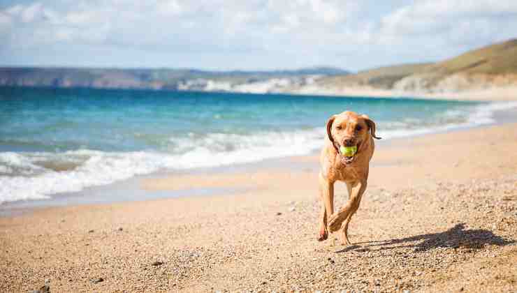 Cane squalo giocano spiaggia