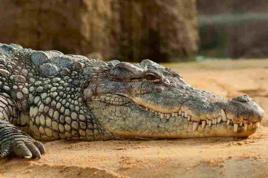 Lui è il coccodrillo più grande del la sua massa ora sta sconvolgendo gli esperti Ma Lui è il coccodrillo più grande del la sua massa ora sta sconvolgendo gli esperti Ma