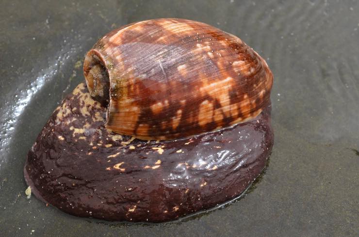 Cymbium Marmoratum, la lumaca che vive nella melma