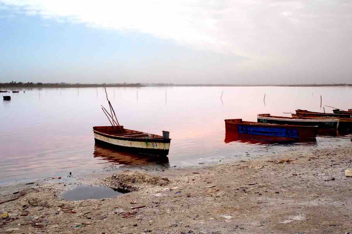 Senegal, lago, i molluschi delle paludi