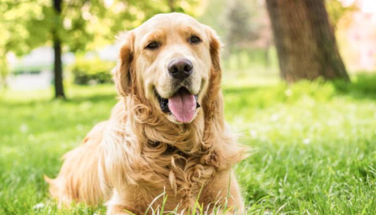 Cane che si nasconde fa il giro del web