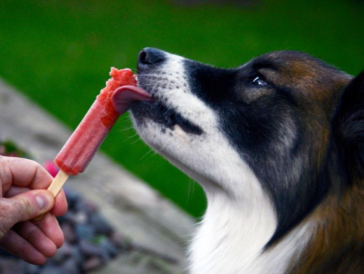 ricetta ghiaccioli per cani