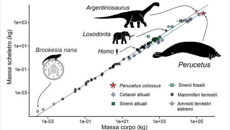 scoperto l'animale più pesante del mondo