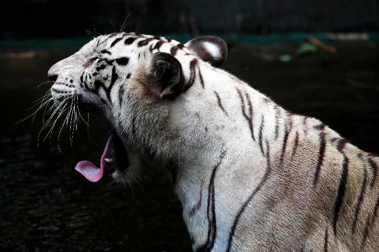 tigre animale feroce panico