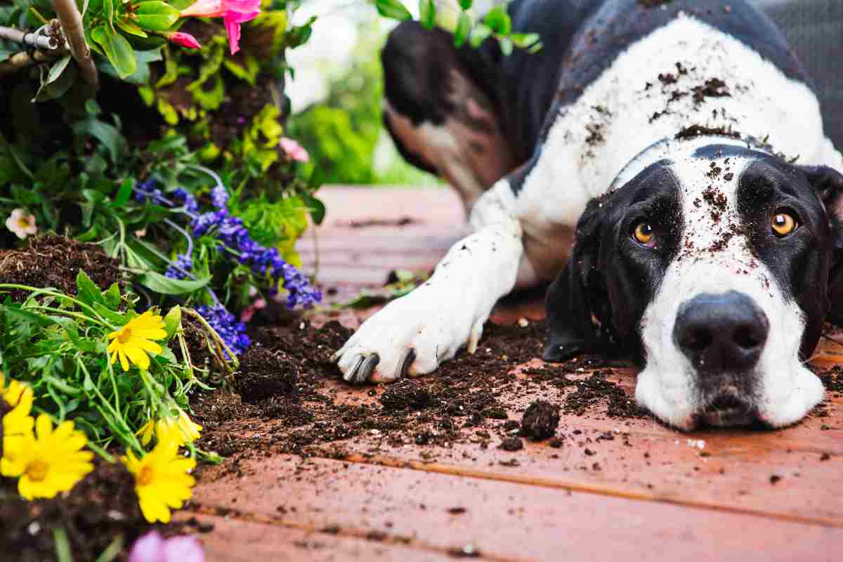 perché il cane scava