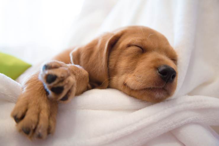 cani sognano quando dormono