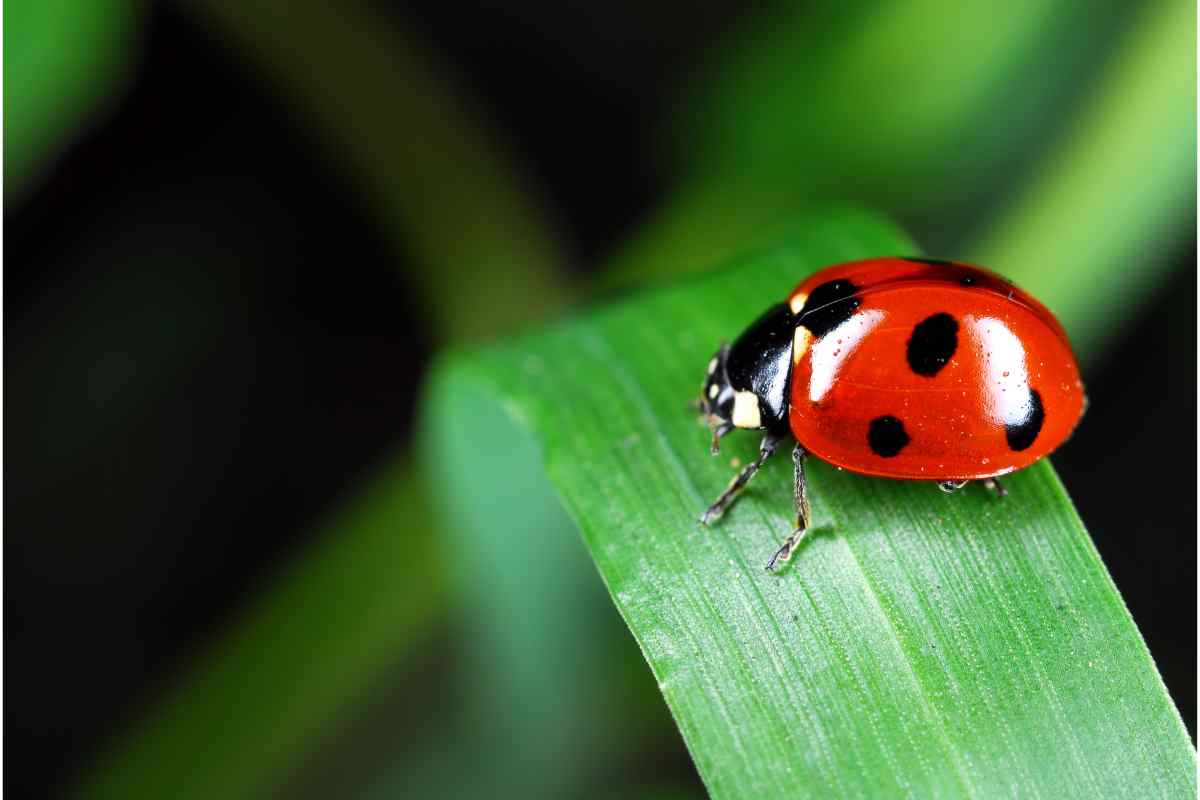 Simbolo laurea e o portafortuna per altre ricorrenze coccinella