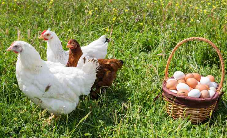 I criteri qualitativi delle uova