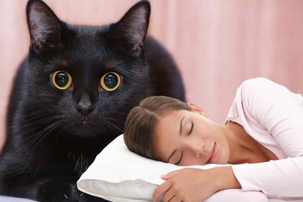 Sognare gatto nero: verità