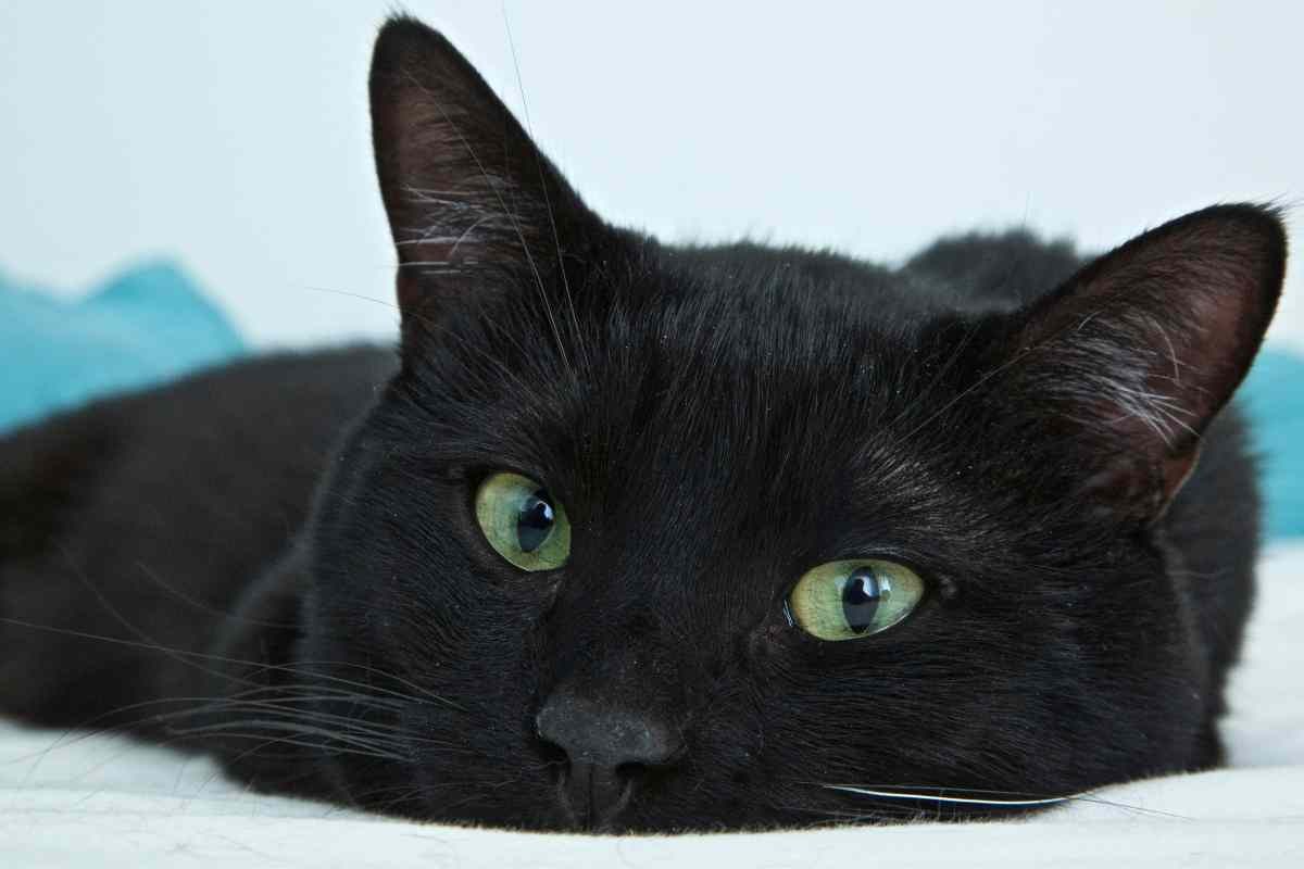 Sognare gatto nero: significati