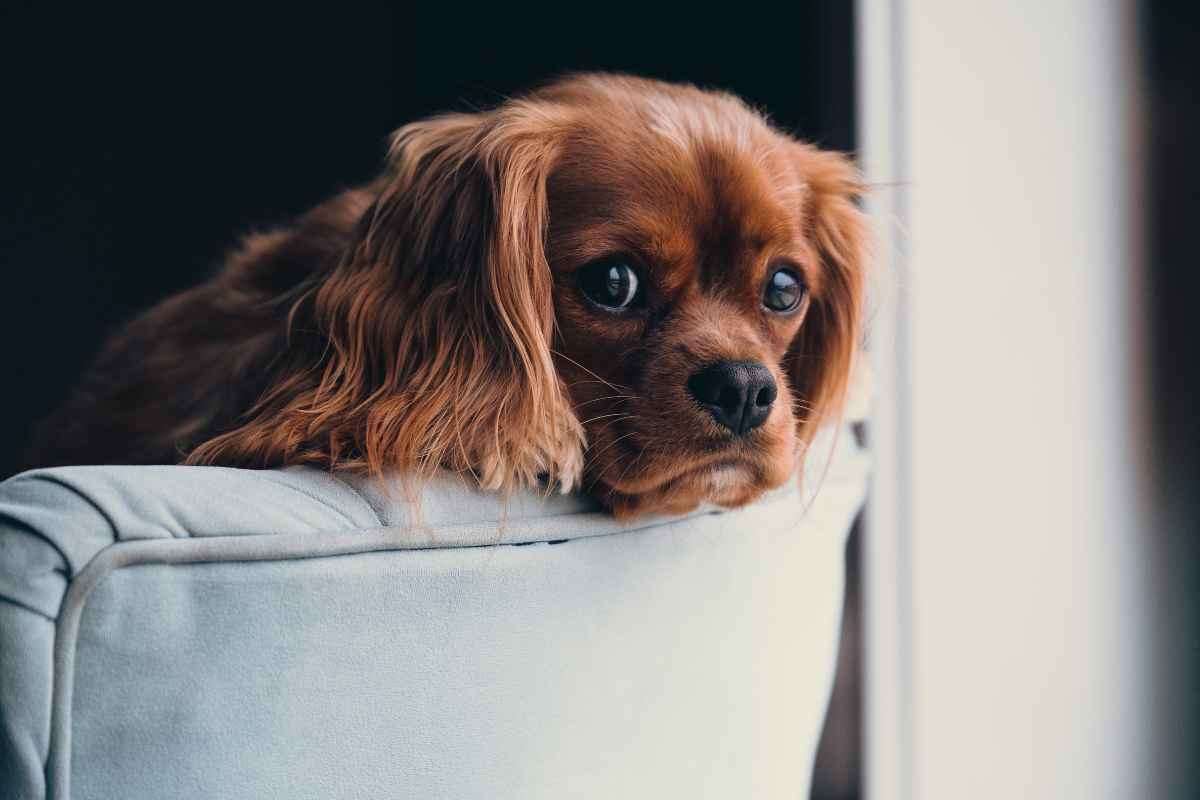 casa luce accesa cane