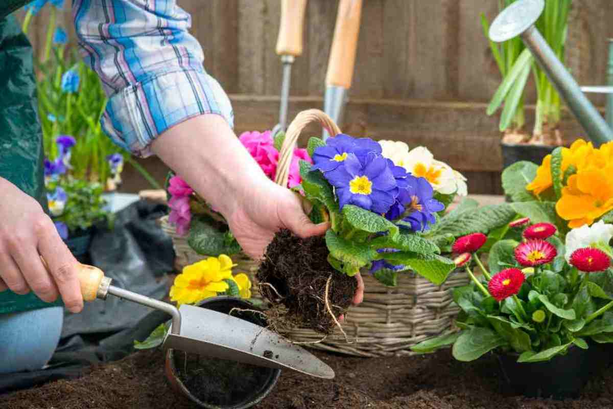 Piante giardino: consigli esperti