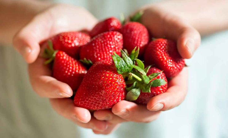 monia caramma produzione fragole spagna