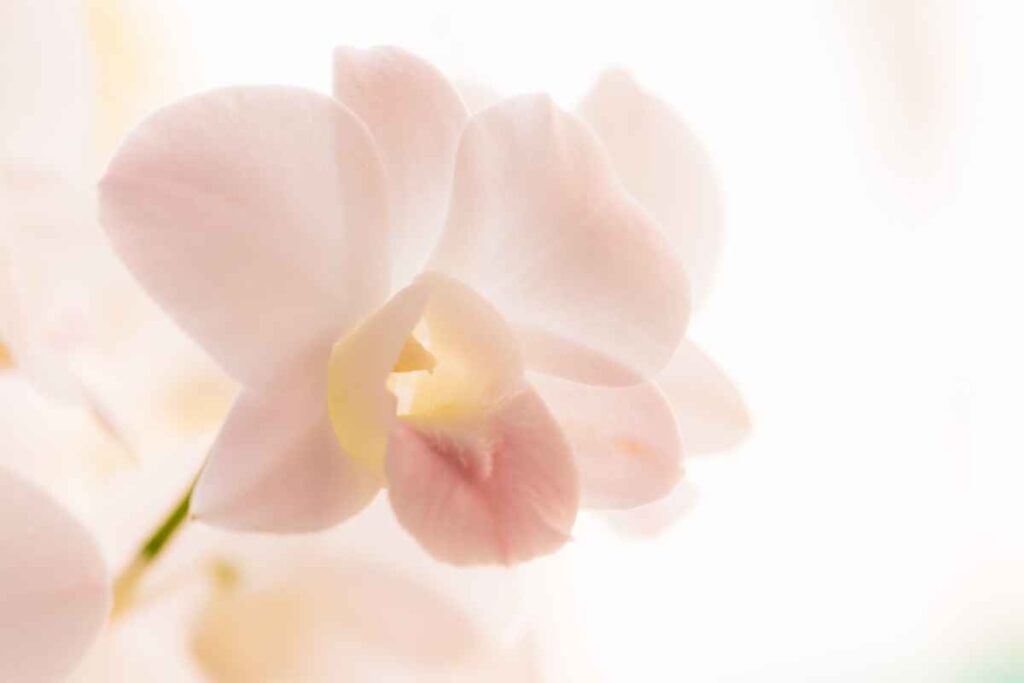 innaffiare orchidee: metodi