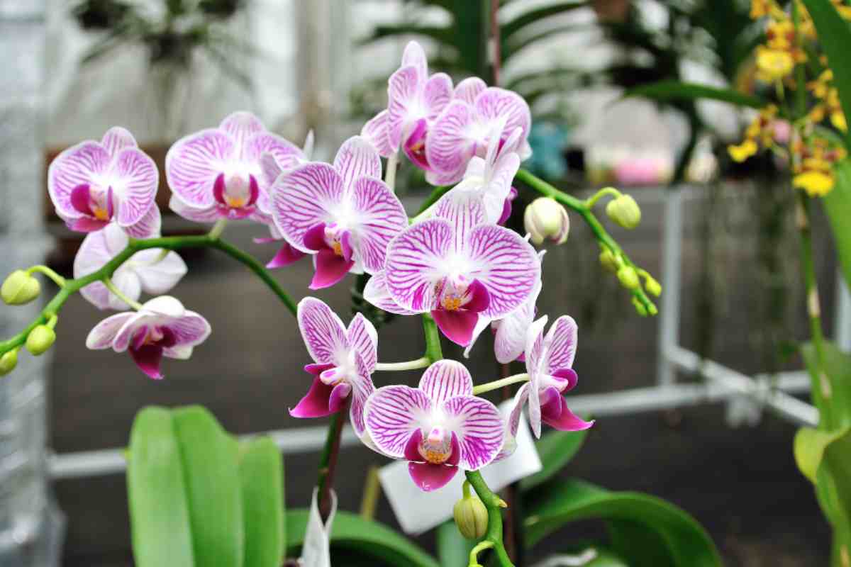 orchidee fiori soluzione