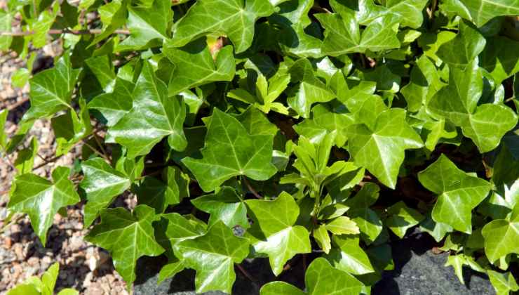 i benefici dell'Hedera Helix