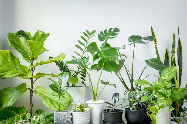 Umidità casa: piante avere