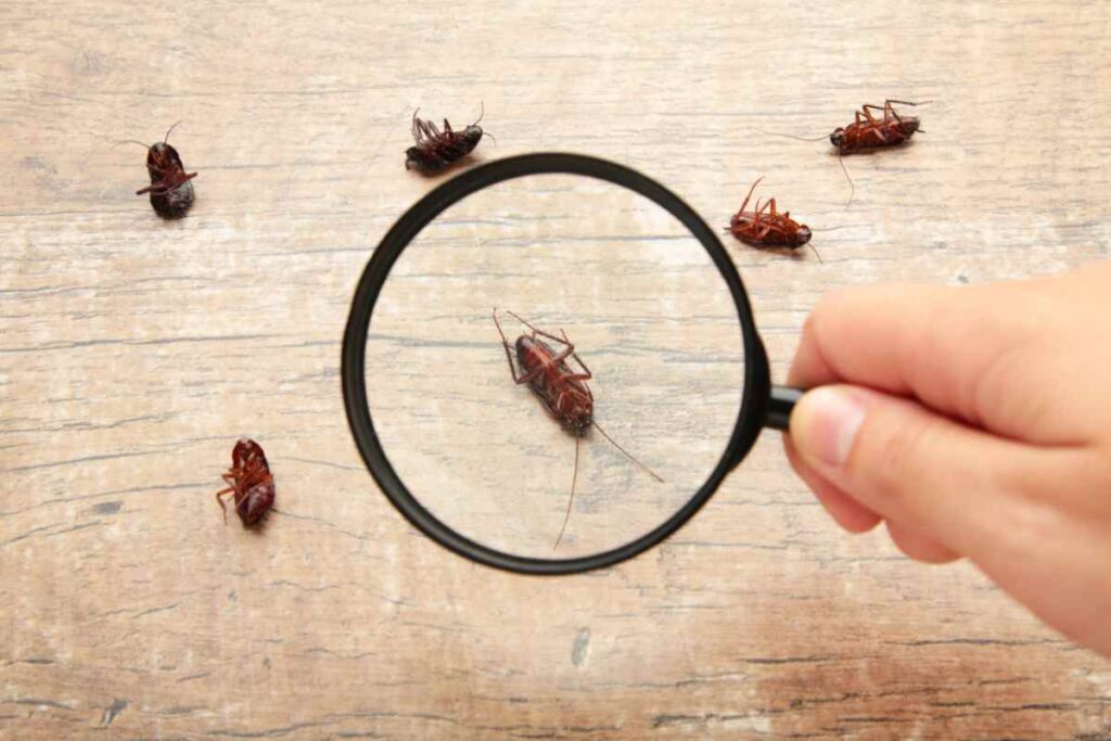 Eliminare scarafaggi casa: soluzione AI