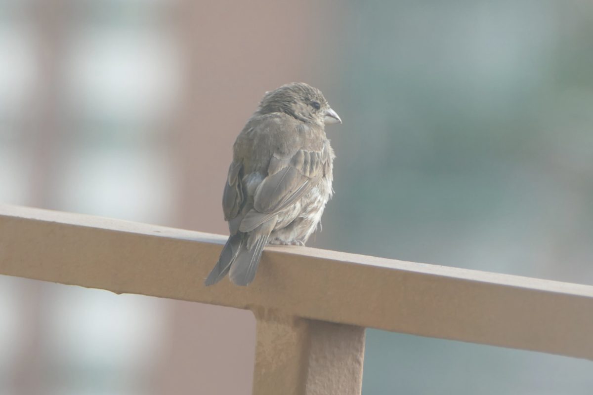 problema uccelli balcone: come risolvere